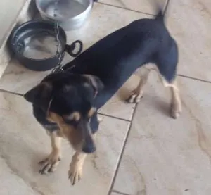 Cachorro raça Co idade 7 a 11 meses nome Rex