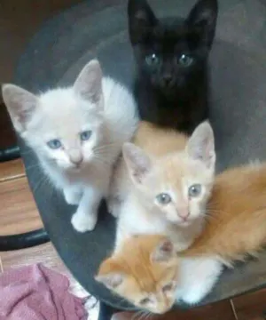 Gato raça  idade 2 a 6 meses nome Sem nome