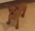 Cookie