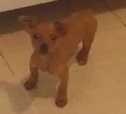 Cachorro ra a pincher idade 2 a 6 meses nome Cookie