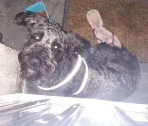 Cachorro raça Poodle idade 1 ano nome Bold