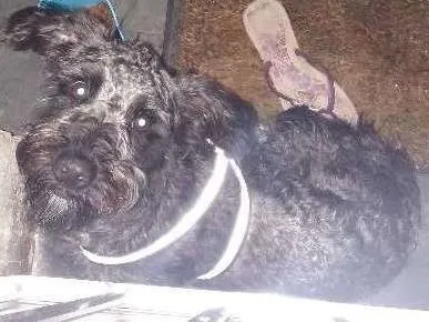 Cachorro ra a Poodle idade 1 ano nome Bold
