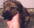 Chewbacca