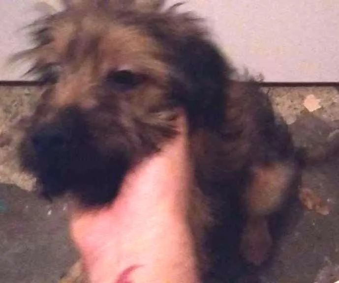 Cachorro ra a Viralata idade 2 a 6 meses nome Chewbacca