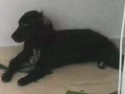 Cachorro ra a Vira lata idade 1 ano nome Jhuly