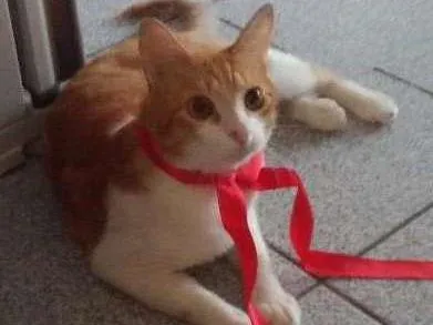 Gato ra a Comum idade 1 ano nome Guga