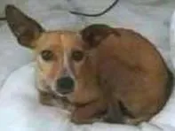 Cachorro ra a Sem raça idade 2 anos nome Bone