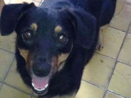 Cachorro ra a Vira-lata idade 4 anos nome Niky