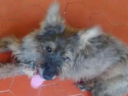 Cachorro ra a Vira lata idade 1 ano nome Coloquei Dolly 