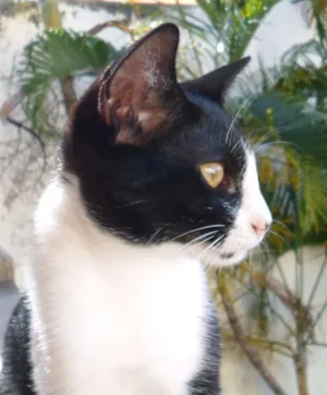 Gato raça indefinida idade 2 a 6 meses nome Pinta