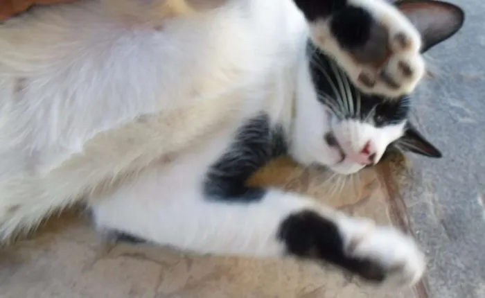 Gato raça indefinida idade 2 a 6 meses nome Pinta