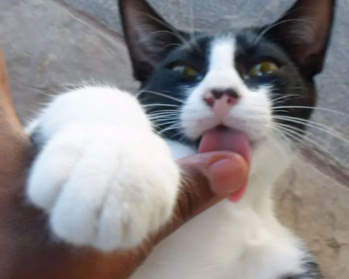 Gato raça indefinida idade 2 a 6 meses nome Pinta