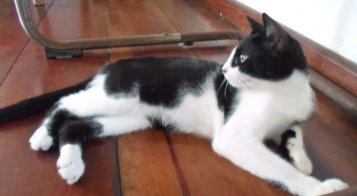 Gato raça indefinida idade 2 a 6 meses nome Pinta