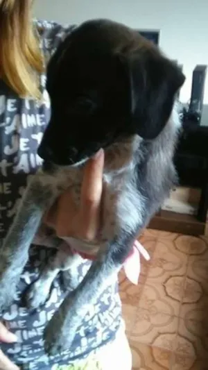Cachorro raça SRD idade Abaixo de 2 meses nome bine