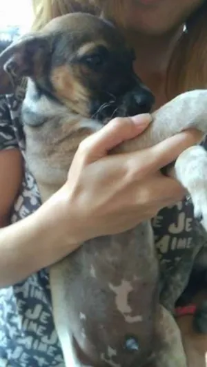 Cachorro raça SRD idade Abaixo de 2 meses nome deni