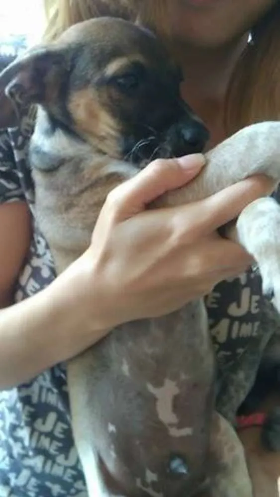 Cachorro ra a SRD idade Abaixo de 2 meses nome deni