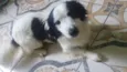 Boby