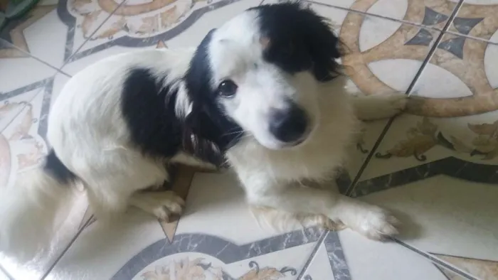 Cachorro ra a Pudo  idade 2 anos nome Boby