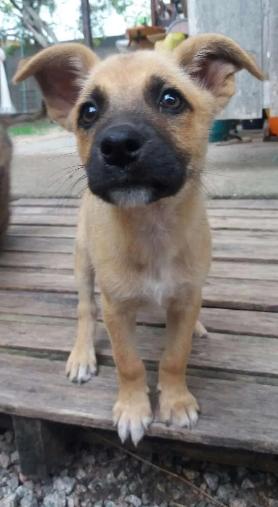 Cachorro ra a SRD idade 2 a 6 meses nome Panqueca