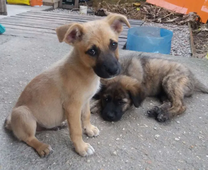 Cachorro ra a SRD idade 2 a 6 meses nome Panqueca