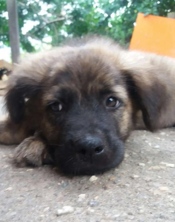 Cachorro ra a SRD  idade 2 a 6 meses nome Thysinho