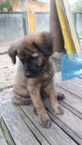 Thysinho