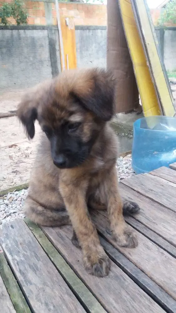 Cachorro ra a SRD  idade 2 a 6 meses nome Thysinho