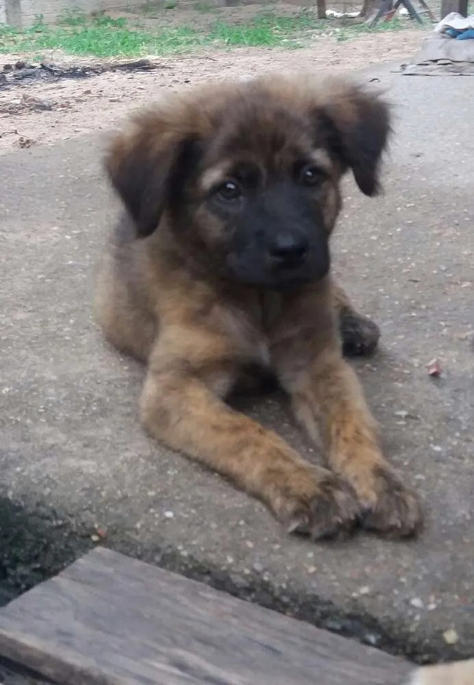 Cachorro ra a SRD  idade 2 a 6 meses nome Thysinho