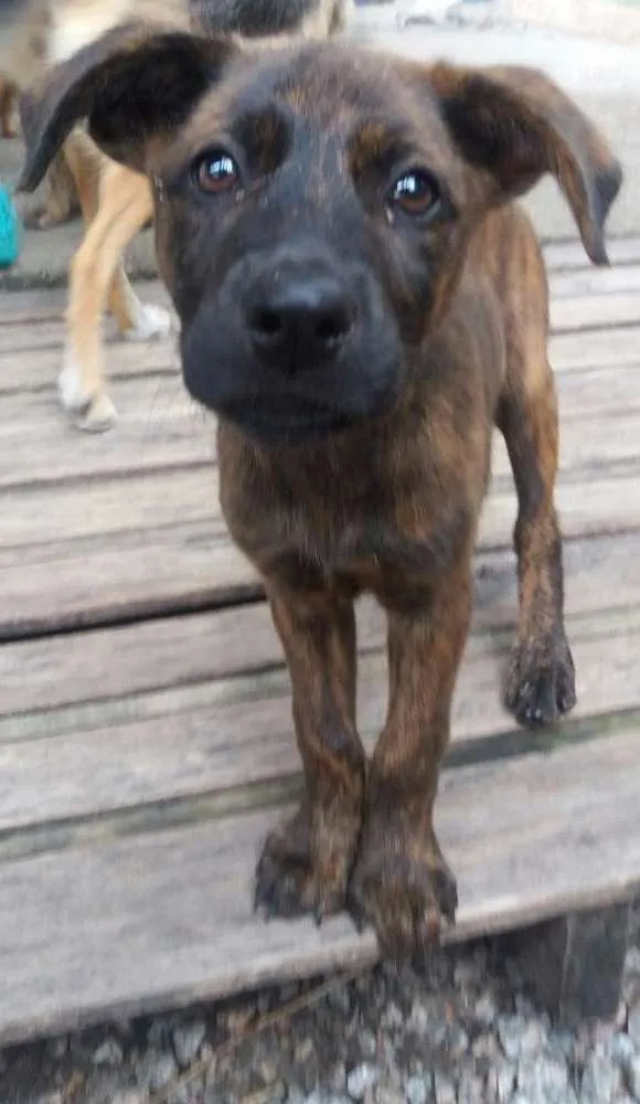 Cachorro ra a SRD idade 2 a 6 meses nome Jake 
