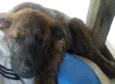 Jake 