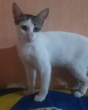 Gato raça S. R. D idade 2 a 6 meses nome Leo