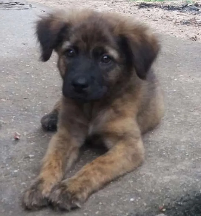 Cachorro ra a SRD  idade 2 a 6 meses nome Thysinho