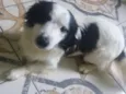 Boby