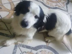 Cachorro raça Pudo  idade 2 anos nome Boby