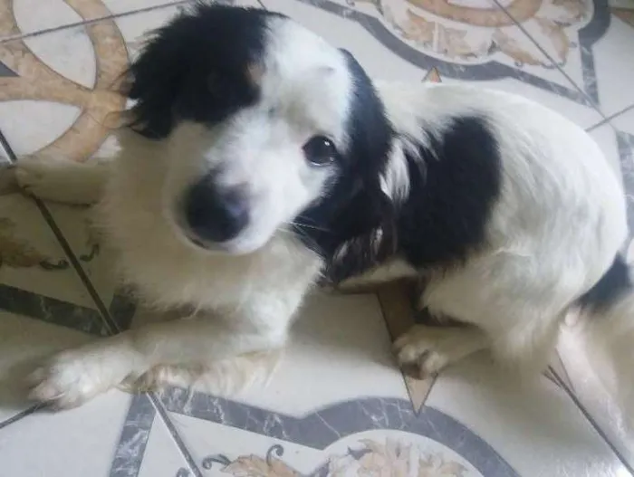 Cachorro ra a Pudo  idade 2 anos nome Boby