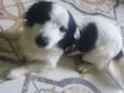 Boby