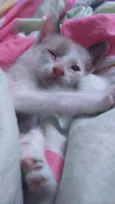 Cinco gatinhos