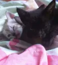 Cinco gatinhos