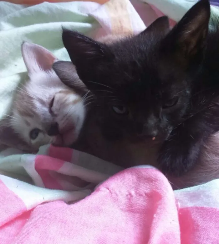 Gato ra a  idade Abaixo de 2 meses nome Cinco gatinhos