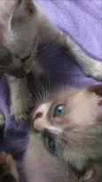 Cinco gatinhos