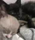Cinco gatinhos