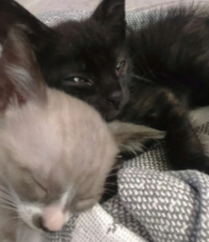 Gato ra a  idade Abaixo de 2 meses nome Cinco gatinhos
