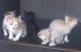 Cinco gatinhos