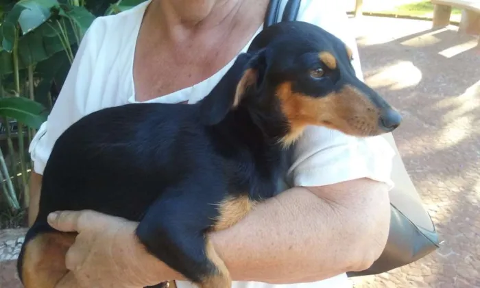 Cachorro ra a Basset-Cofap idade 2 anos nome sem nome