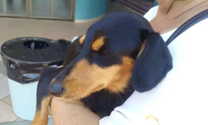 Cachorro ra a Basset-Cofap idade 2 anos nome sem nome