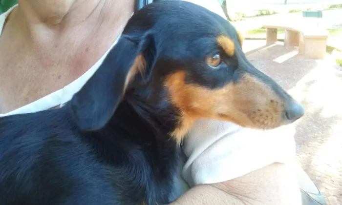 Cachorro ra a Basset-Cofap idade 2 anos nome sem nome