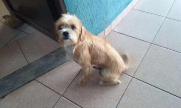 Cachorro ra a srd idade 2 anos nome sem nome