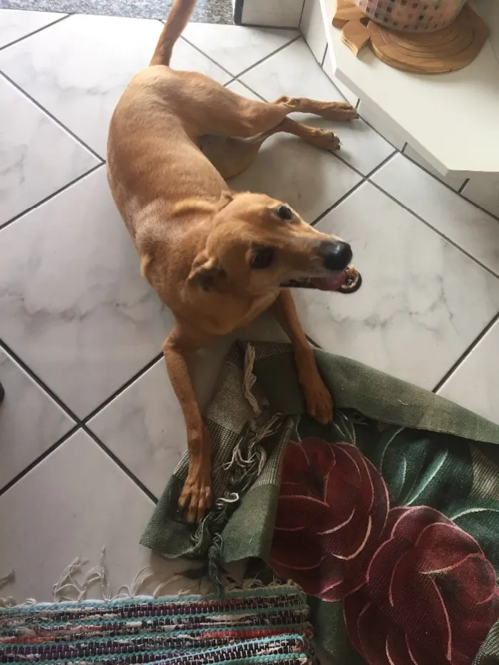 Cachorro ra a Vira lata idade 5 anos nome Mel