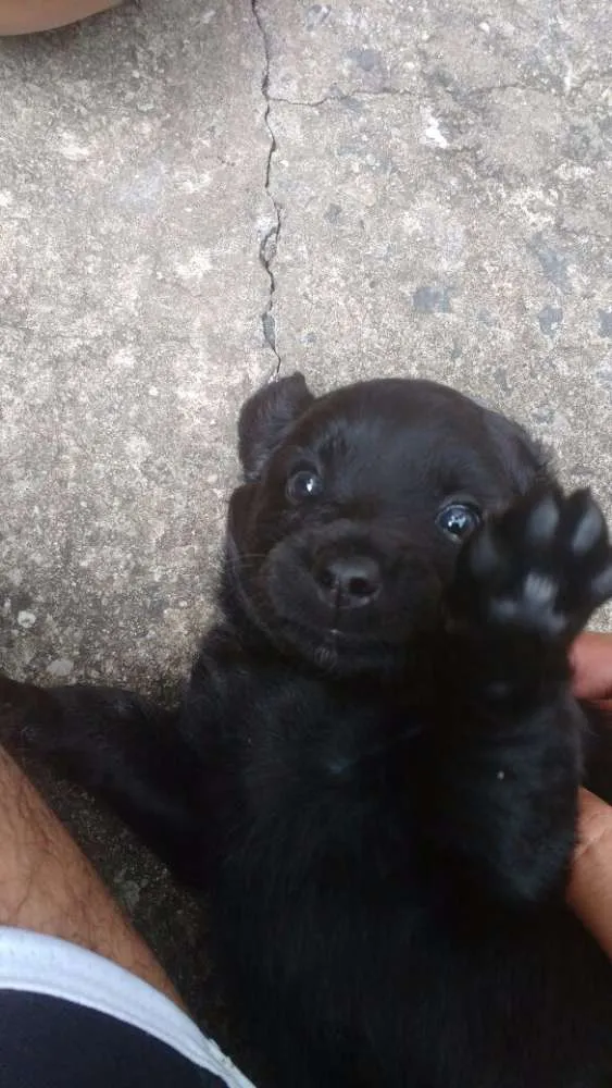 Cachorro ra a SRD idade Abaixo de 2 meses nome A ser definido pelo 