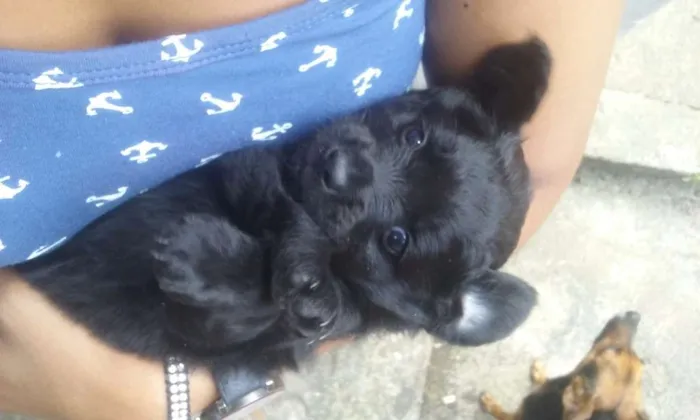 Cachorro ra a SRD idade Abaixo de 2 meses nome A ser definido pelo 